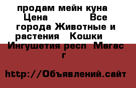 продам мейн куна › Цена ­ 15 000 - Все города Животные и растения » Кошки   . Ингушетия респ.,Магас г.